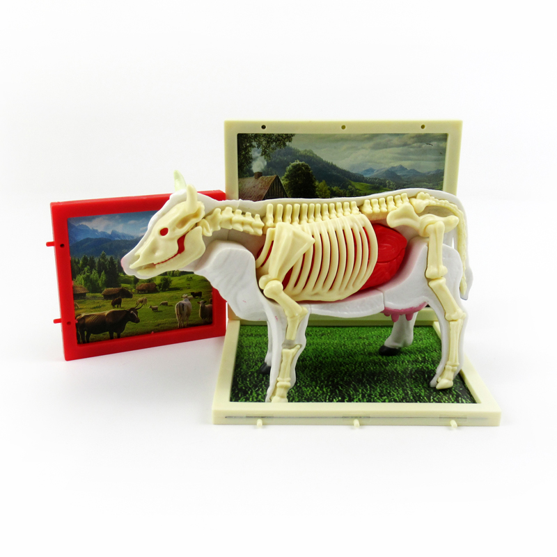 Cow Anatomy